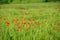 Red poppies on green wheat field