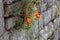 Red poppies grow on an old wall