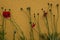 Red poppies growing against amber coloured wall, symbol of remembrance of the Great War, World War One.