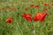 red poppies growing in an agricultural field with cereals