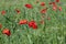 red poppies growing in an agricultural field with cereals
