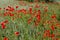 red poppies growing in an agricultural field with cereals