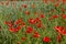 red poppies growing in an agricultural field with cereals