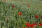 red poppies growing in an agricultural field with cereals