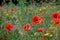 Red poppies growing in a field of colourful wild flowers, photographed in the early morning sun in Gunnersbury, West London UK.