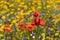 Red poppies growing in a field of colourful wild flowers, photographed in the early morning sun in Gunnersbury, West London UK.