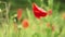 Red poppies growing on wheat field moving in slow wind, detail to flower and small heads with some rain drops