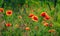 Red poppies in high green grass illuminated by morning sunlight