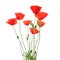 Red poppies isolated on white background. Wild spring wildflower. Remembrance day background