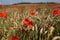 Red poppies in the Kent countryside. weeds and British wild flowers