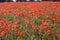 Red poppies in the Kent countryside. weeds and British wild flowers