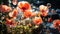 Red poppies with large soap bubbles, illuminated by the rays of the sun, grow on the lawn