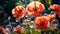 Red poppies with large soap bubbles, illuminated by the rays of the sun, grow on the lawn