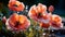 Red poppies with large soap bubbles, illuminated by the rays of the sun, grow on the lawn