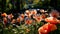 Red poppies with large soap bubbles, illuminated by the rays of the sun, grow on the lawn