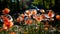 Red poppies with large soap bubbles, illuminated by the rays of the sun, grow on the lawn