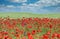 red poppies meadow in springtime