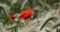 Red poppies. The morning dew in the meadows