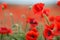 Red poppies on a mountain meadow.