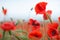 Red poppies on a mountain meadow.