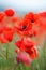 Red poppies on a mountain meadow.