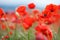 Red poppies on a mountain meadow.