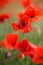 Red poppies on a mountain meadow.