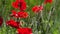 Red poppies and other flowers move in spring breeze on blossom field.