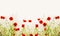 Red poppies, outdoor floral nature background