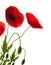 Red poppies over white background