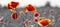 Red poppies,panorama