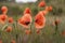 Red Poppies Papaver Rhoeas in Scotland.