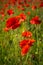 Red Poppies, Polly Joke, West Pentire, Cornwall