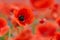 Red poppies in a poppies field. Remembrance or armistice day.