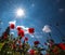 Red poppies Sforza Castle