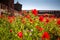 Red poppies Sforza Castle