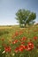 Red poppies and single tree in springtime field of Southern Spain