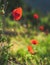 Red poppies with spider in a green meadow