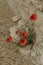 Red Poppies and Stone Wall