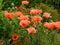 Red poppies in a summer garden