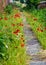 Red Poppies in Summertime