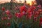 Red poppies. Sunlit Red Wild Poppy Are Shot With Shallow Depth Of Sharpness On A Background Of A Wheat Field. Landscape With Poppy