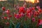 Red poppies. Sunlit Red Wild Poppy Are Shot With Shallow Depth Of Sharpness On A Background Of A Wheat Field. Landscape With Poppy