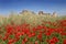 Red poppies in a sunny field with blue sky