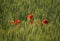 Red poppies swaying in the field in green corn field