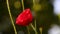 Red poppies swaying in the wind