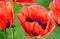 Red poppies - a symbol of victory and spring, swaying in the wind