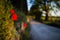 Red poppies with tuscan road lined with trees in the background