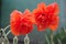 Red poppies - two lowers .