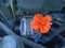 Red poppies under the hood of a car